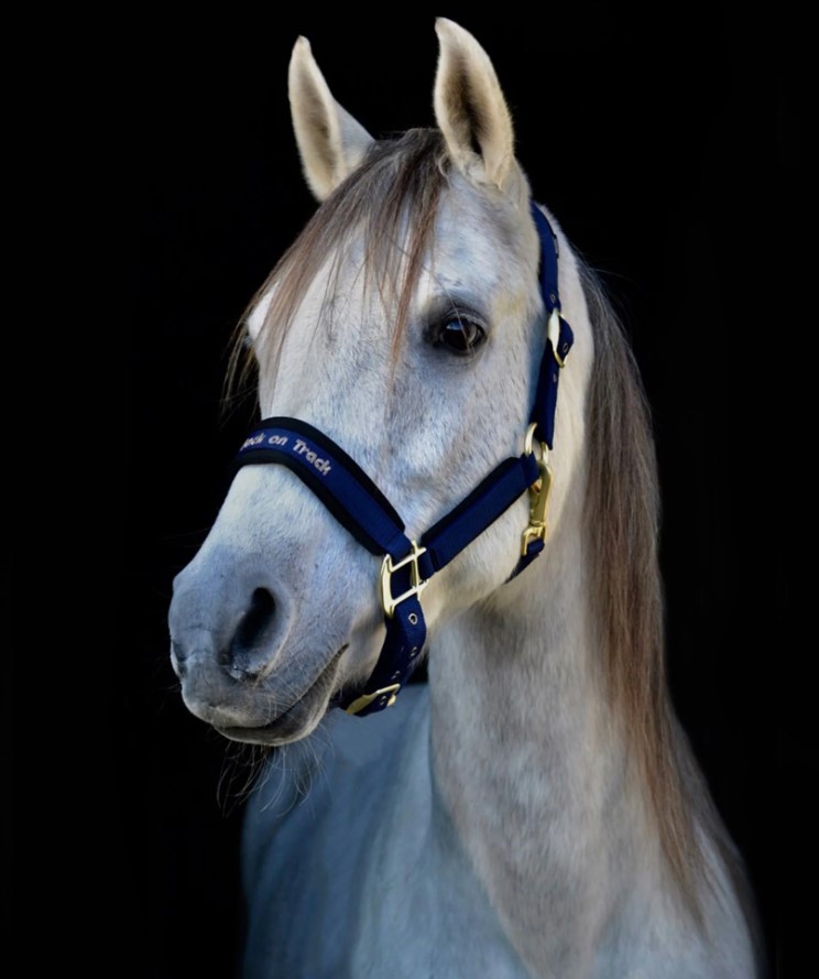 Halster Werano Back On Track Zwart Halster Werano Back On Track Zwart