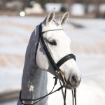 Bruid Weymouth Wenen Horze