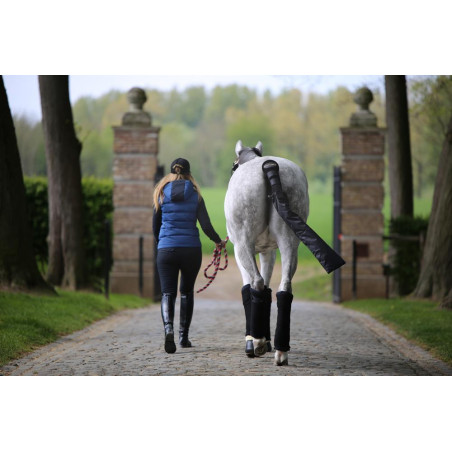 Amerikaanse katoen Kentucky