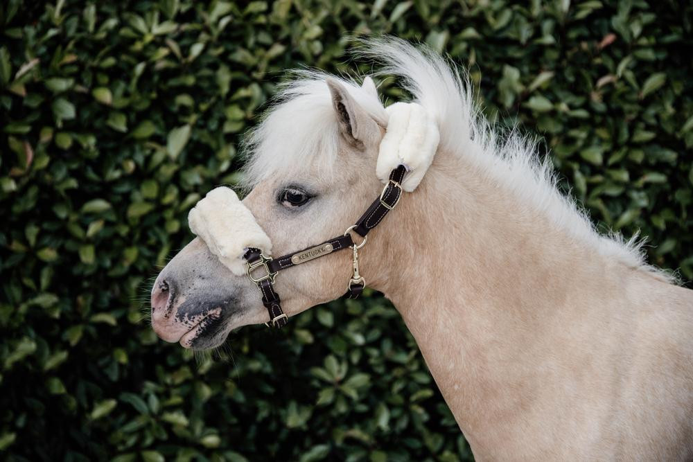 Schapenvacht halster van leer Kentucky Bruin