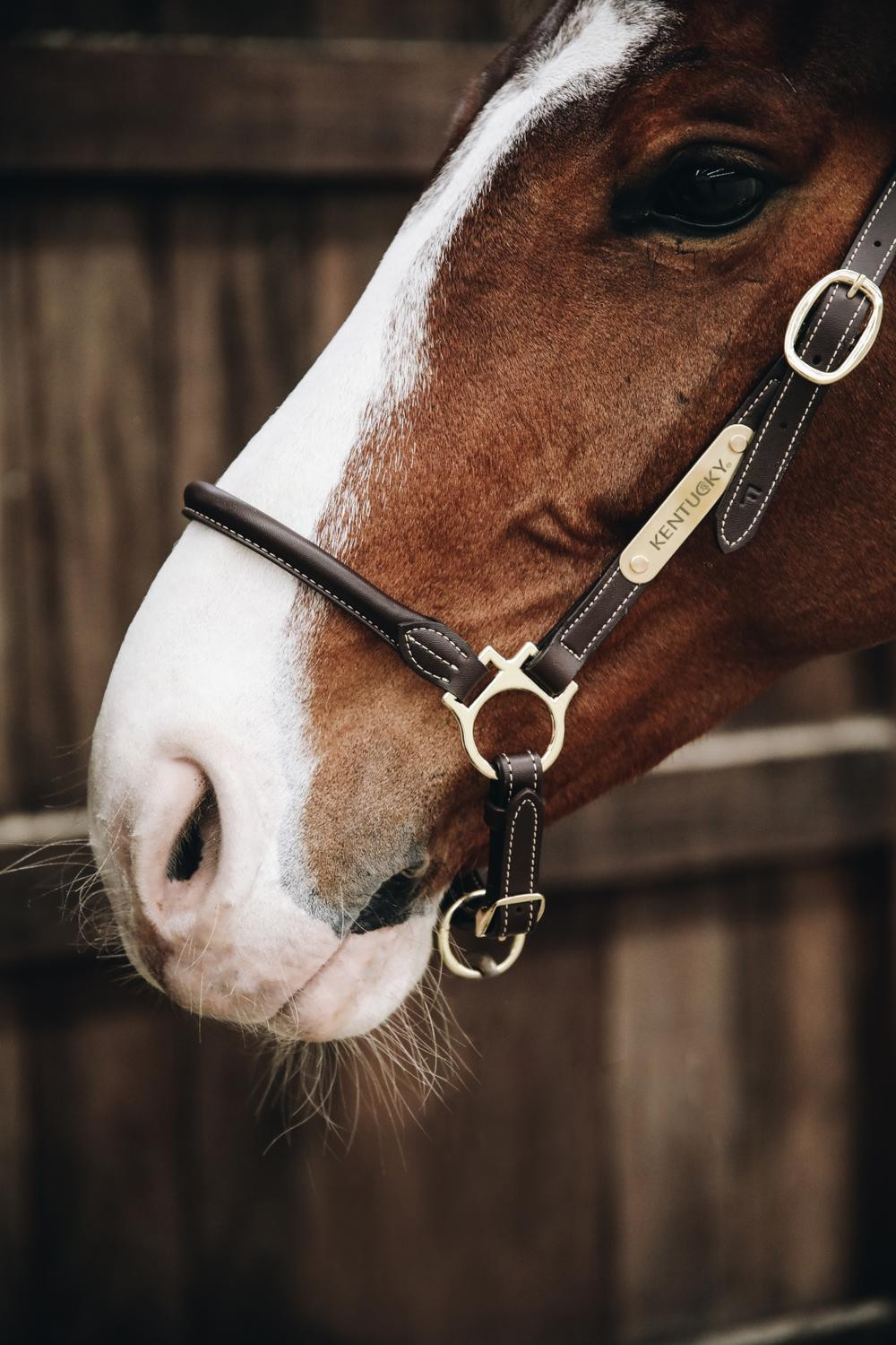 Kentucky lederen halster van Pansage Bruin