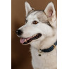 Halsband voor hond Vegan Leather Kentucky - Marine