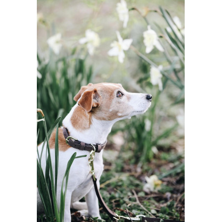 Halsband voor hond Velvet Leather Kentucky