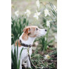 Halsband voor hond Velvet Leather Kentucky - Bruin