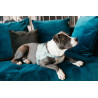 Harnas voor honden Body Safe Wool Kentucky - Lichtblauw