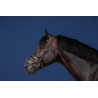 Bridon Dubbele Neusriem US Collectie by Dy'on - Bruin