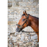 Hackamore Hoofdstel D Collection by Dy'on - Zwart