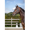 Hoofdstel Combiné Breed New English Collection by Dy'on - Zwart