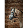 Bridon Muserolle Gekruist D Collection by Dy'on - Zwart