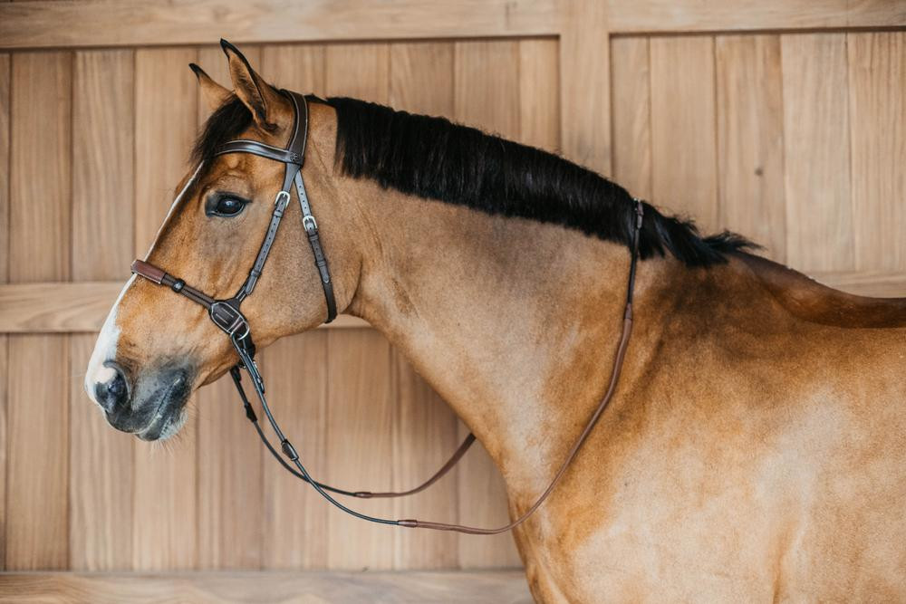 Bitloze hoofdstel zonder bit Dy'on Zwart