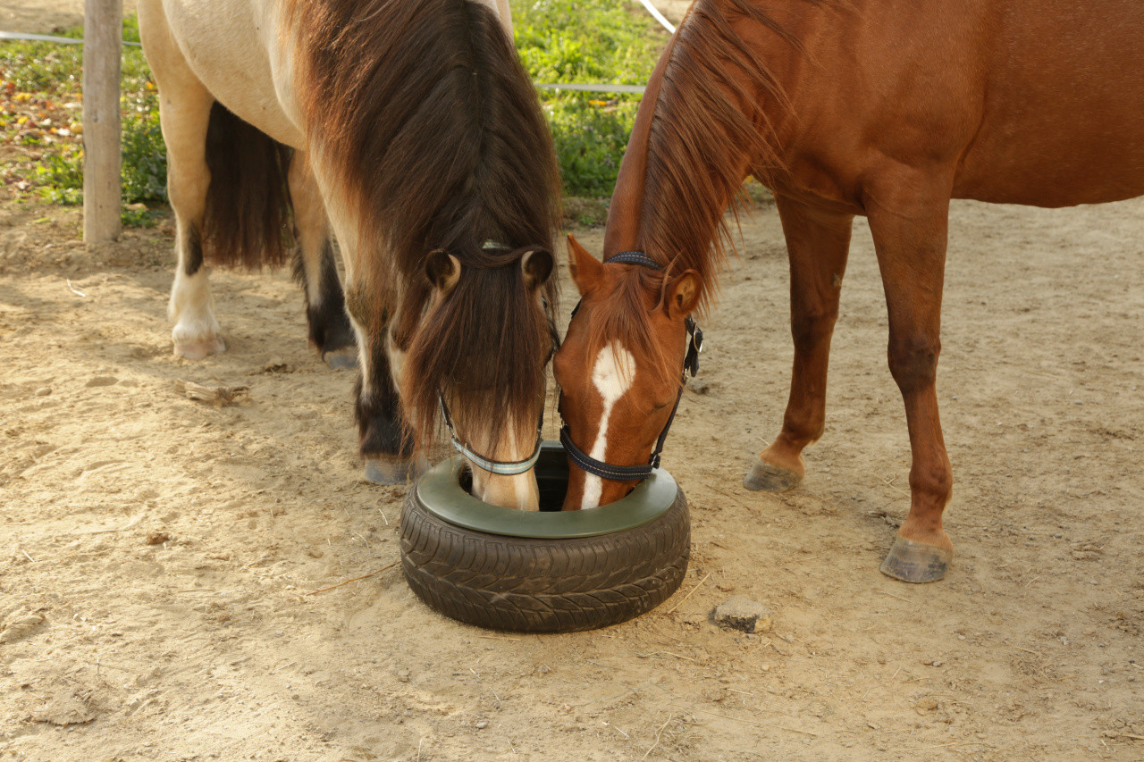 Voederbak voor band Kerbl Groen