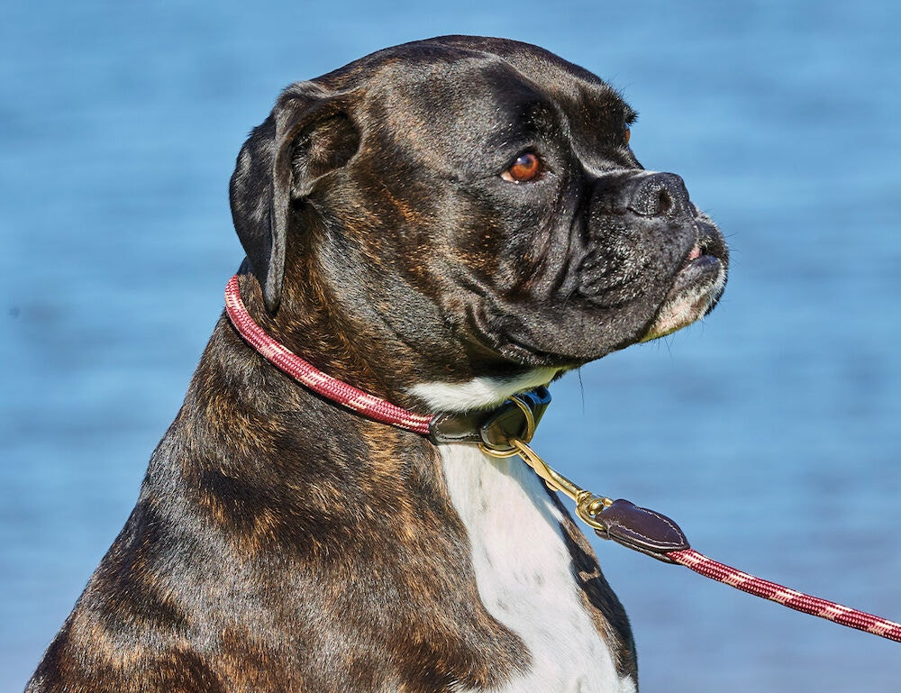 Halsband voor hond Weatherbeeta leer en touw Bordeaux / bruin