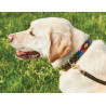 Halsband voor honden Weatherbeeta leer Polo - Kastanjebruin cowdray / roze / blauw / geel