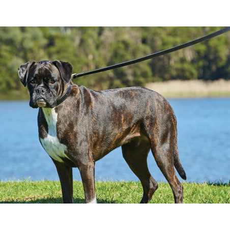 Weerbestendige leren hondenriem