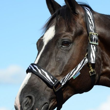Halster Bucas Comfort Zebra