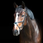 Hoofdstel met kruisneusriem Prescott Horze