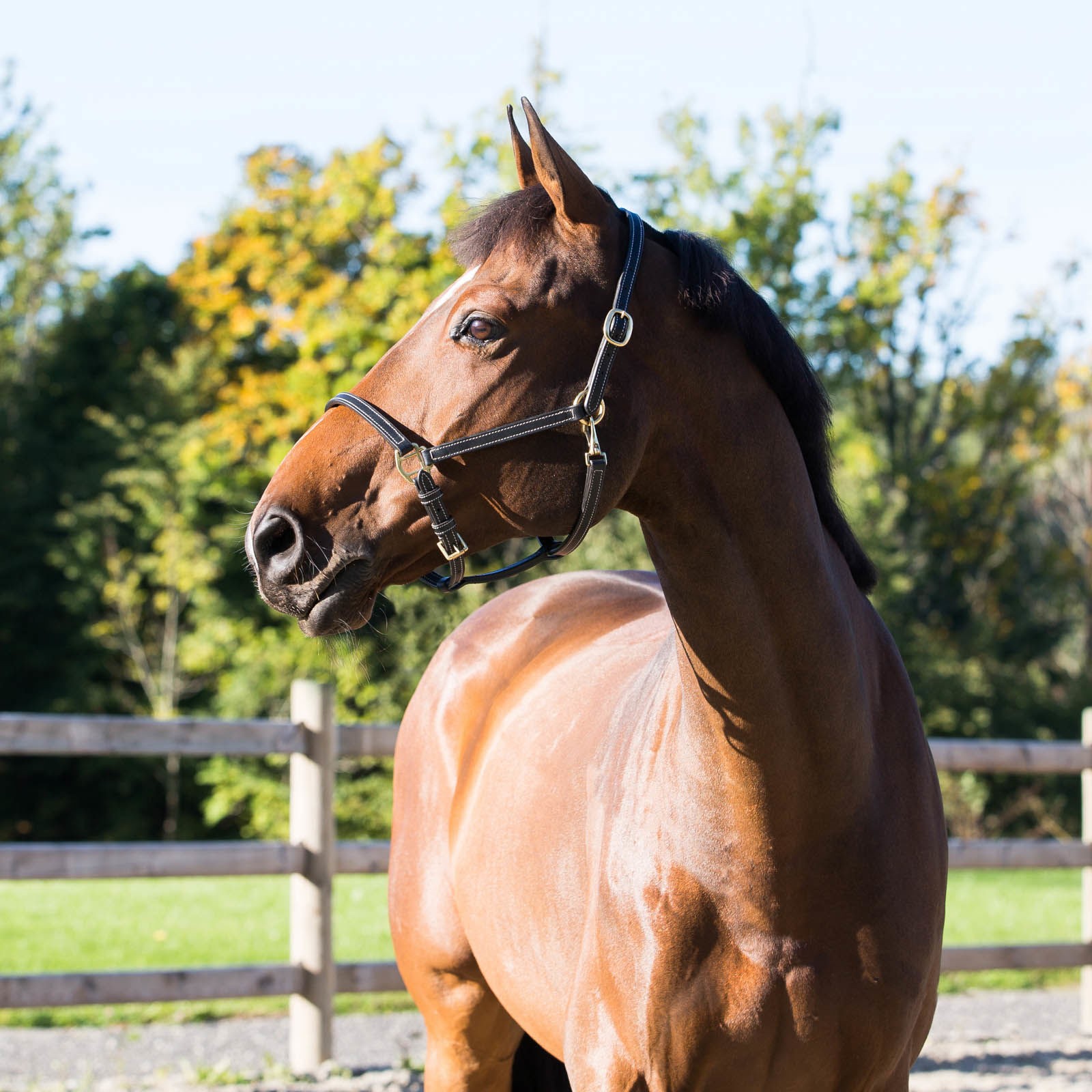 Leren halster Fremont Horze Zwart Leren halster Fremont Horze Zwart