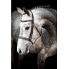 Bridon Montar Hunter - Bruin