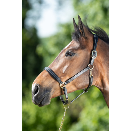 Leren halster HFI Master crèmekleurige stiksels