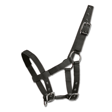 Halster Waldhausen Mini-Shetland