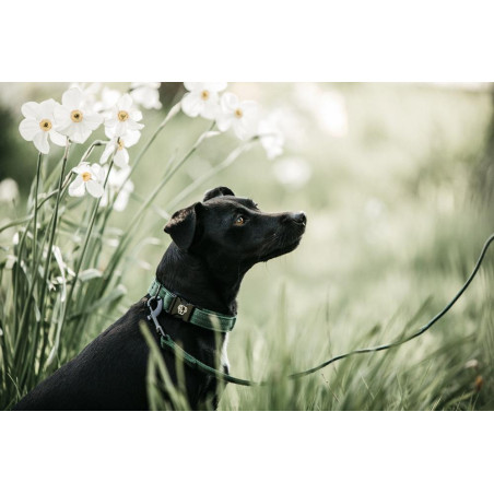 Deixa Kentucky voor hond Hagedis