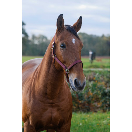 Nylon Halster Spring Equithème