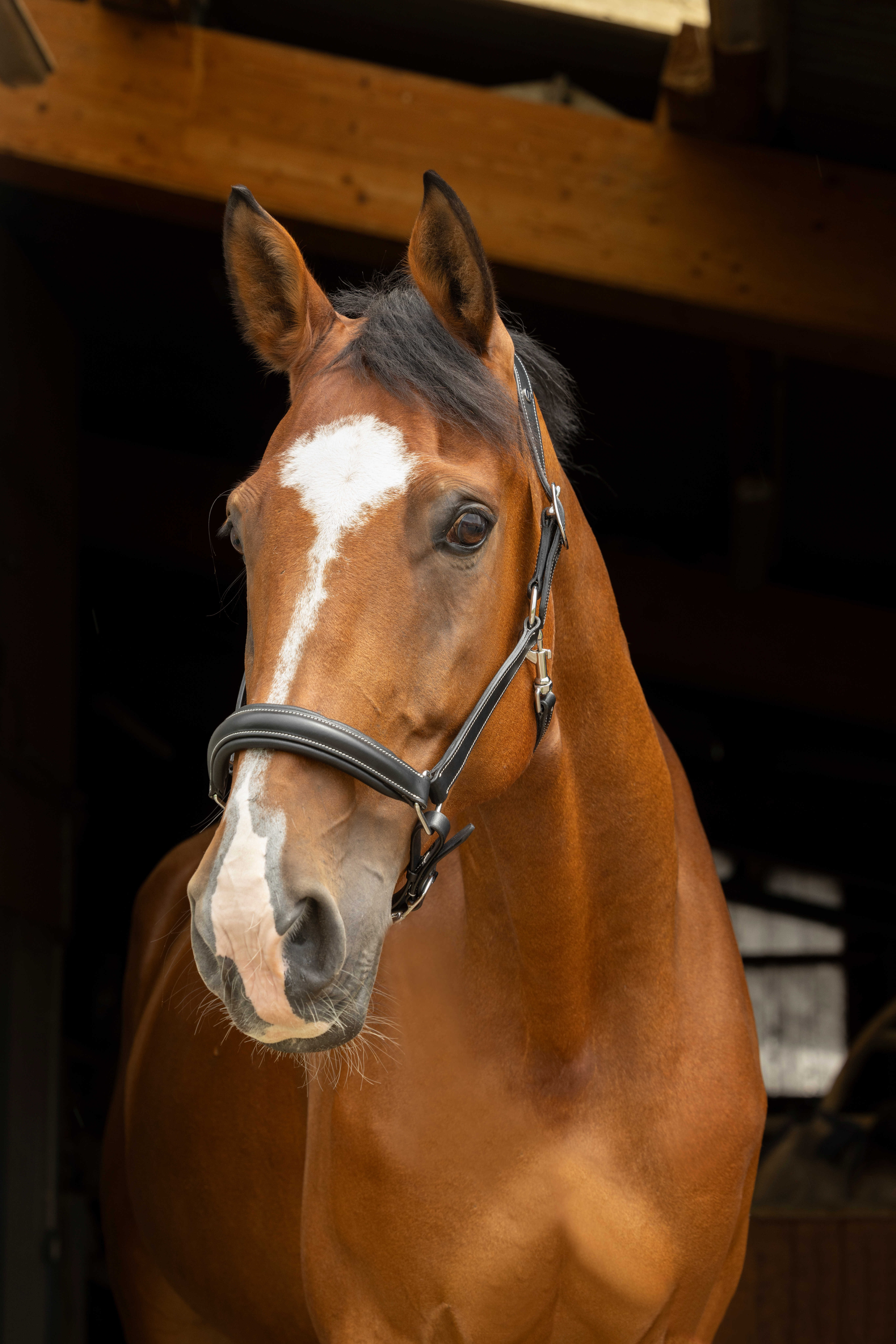 Anatomisch halster Norton Pro Zwart