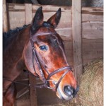 Bridon Klimt T de T gecombineerde neusriem