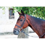 Frans/Duitse gecombineerde neusriem T de T