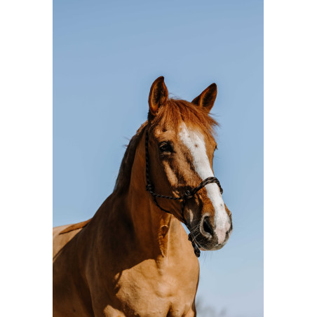 Ethologisch halster Norton Zary