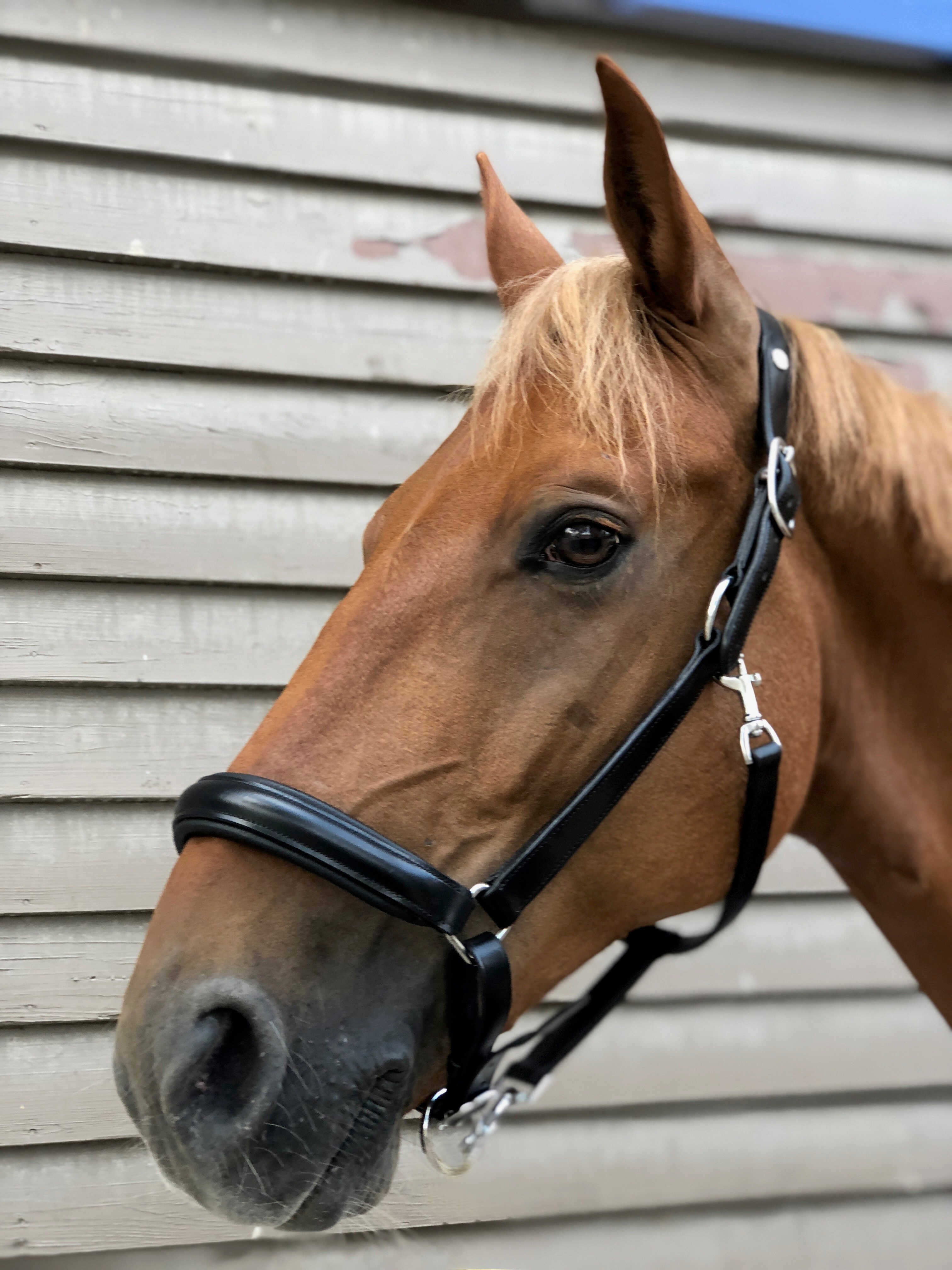 Anatomisch halster Norton Pro Zwart