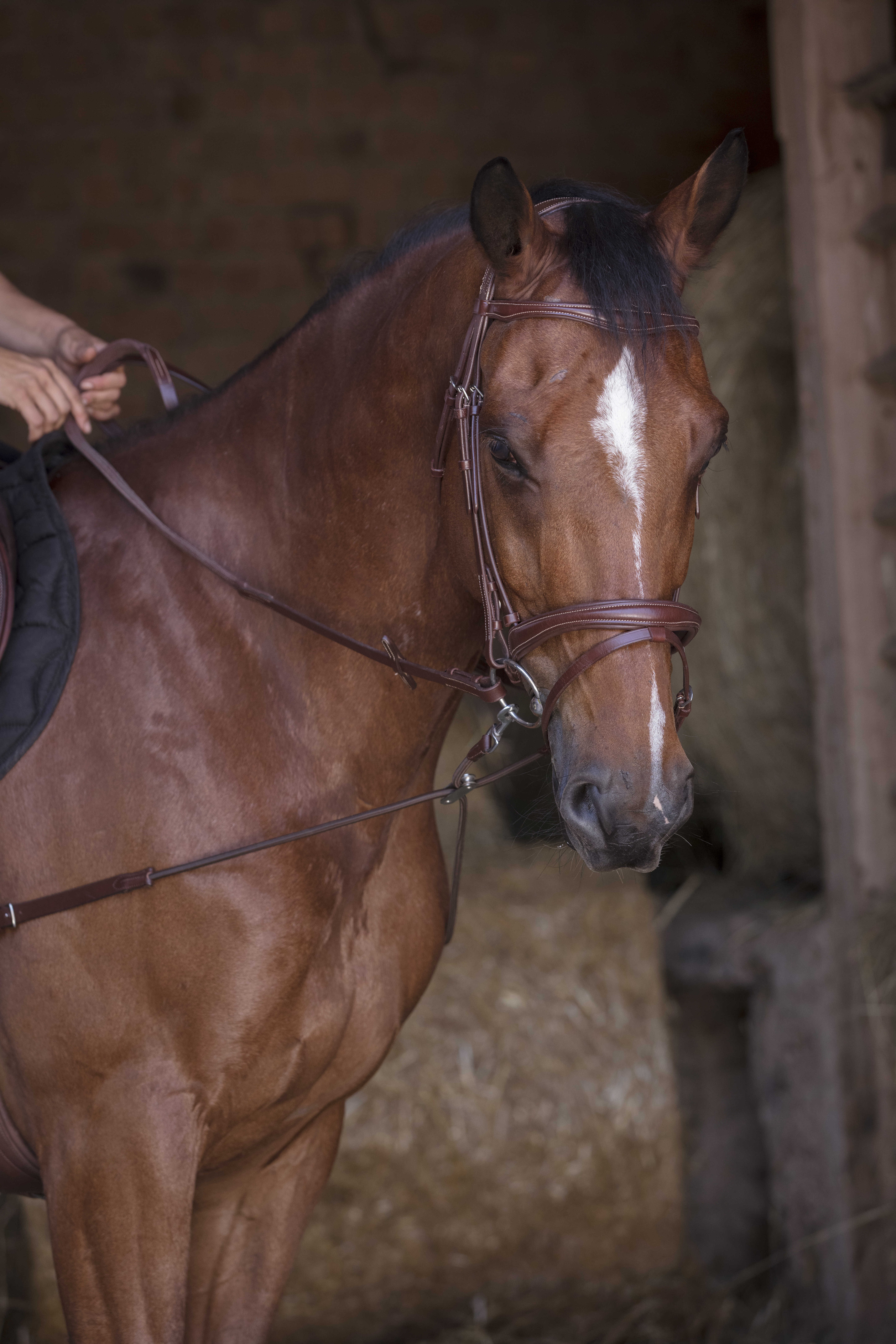 Elastische korte hulpteugel / Norton Pro katrollen Havana Bruin