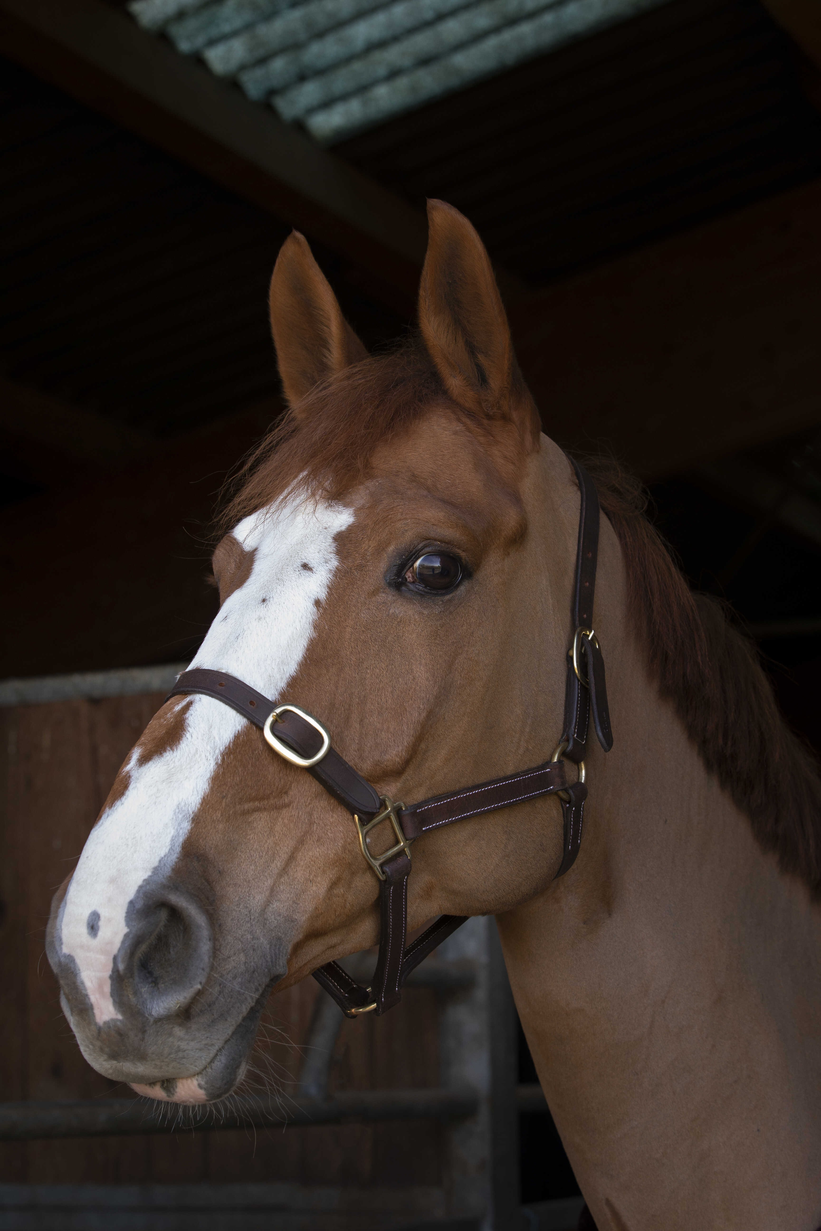 Halster Norton Club Leer Havana Bruin