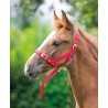 Presentatiehalster veulen Shires - Rood