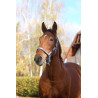 Nylon Halster Spring Equithème - Blauw