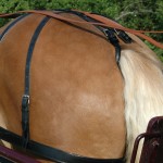 Croupière harnas Chetak