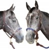 Touwhalster Canter - Zwart / zwart