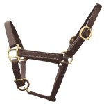 Halster veulen presentatie Chetak