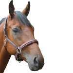 Halster Privilege Equitation Royan