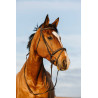 Bridon Riding World gecombineerde gecombineerde neusriem - Zwart