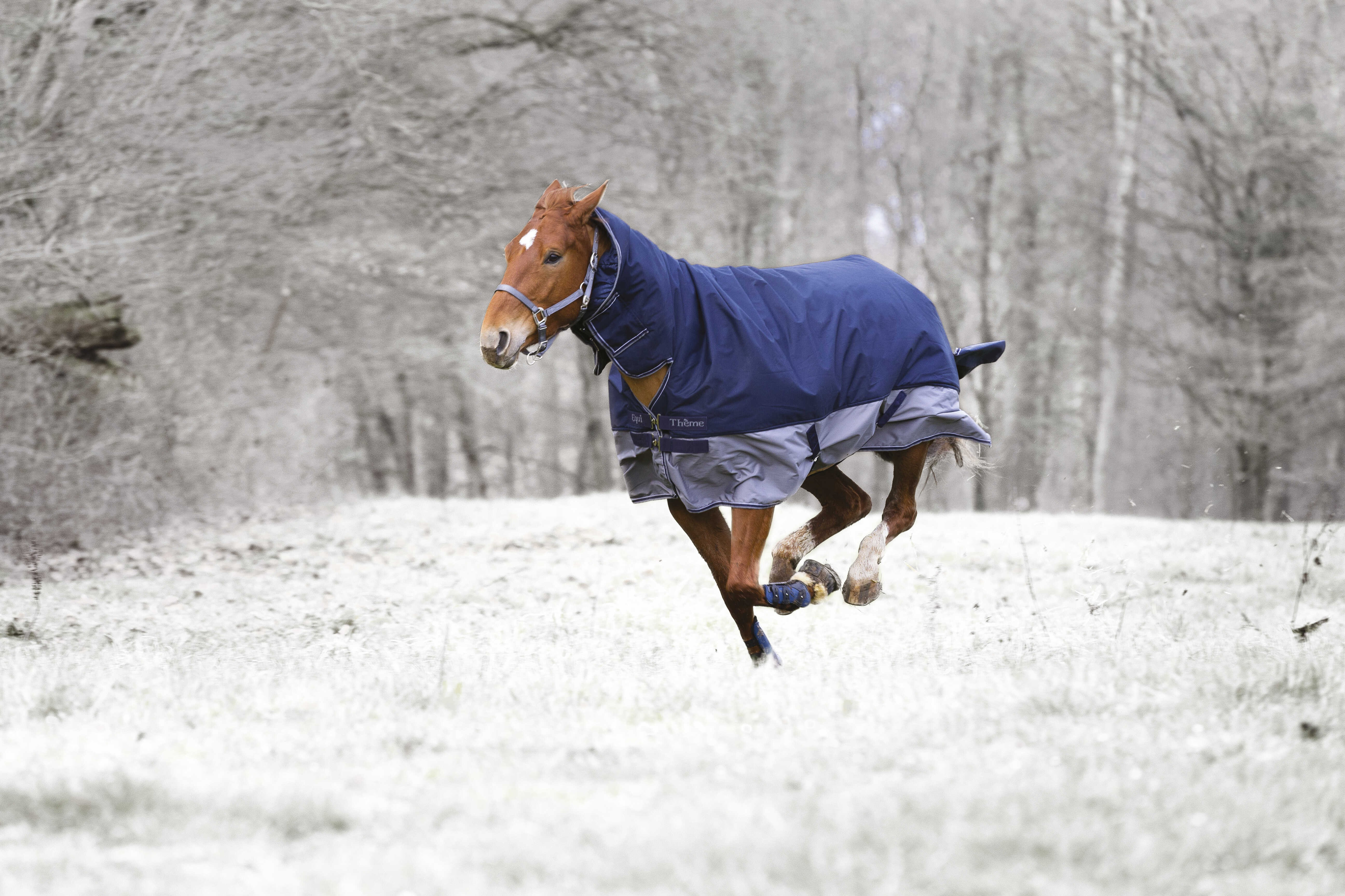 Equithème Tyrex 600 D COMBO 200G deken