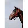 Halster Riding World Cushion - Rood