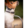Halsband voor hond Pénélope Olie - Zwart