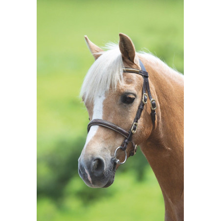 Presentatiehoofdstel met clinchers Shires Velociti Gara