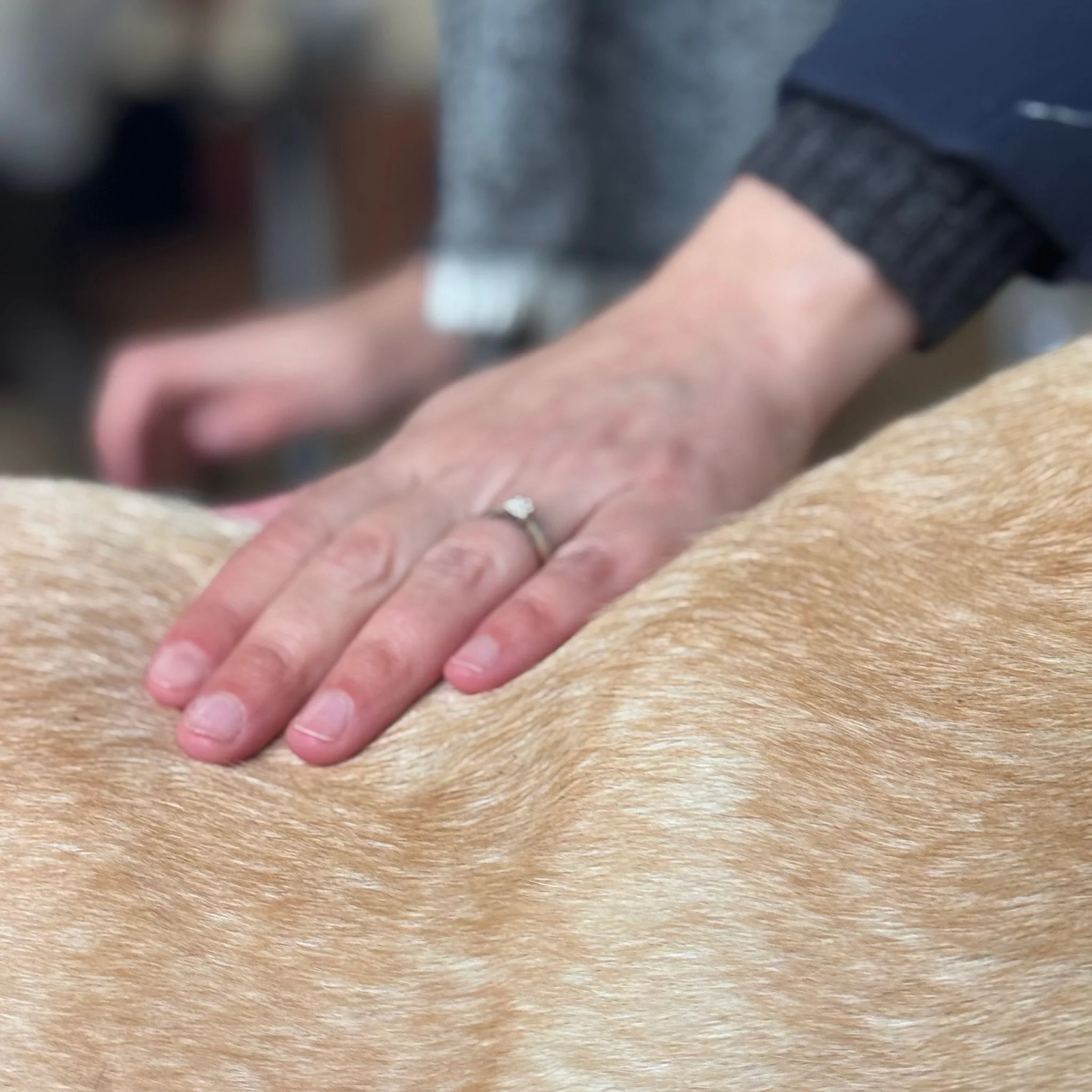 Sérum Sublime Vacht Bulle de Coton Nellumbo honden en katten