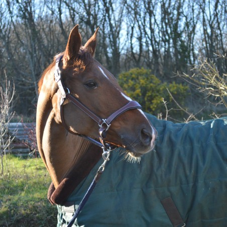 Leren halster Flags & Cup PARIS