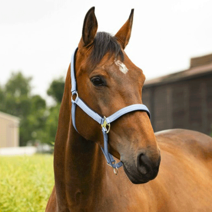 Halster Equithème Air