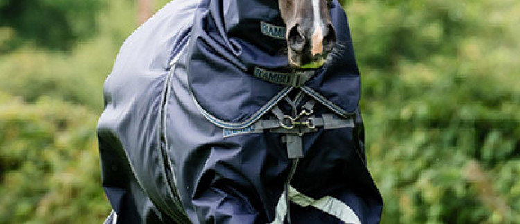 Horseware, LeMieux, Bucas, Equithème...