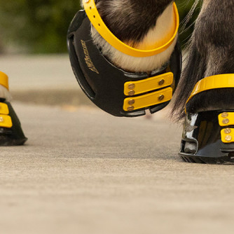 Scoot boots, HKM, Kerbl ....