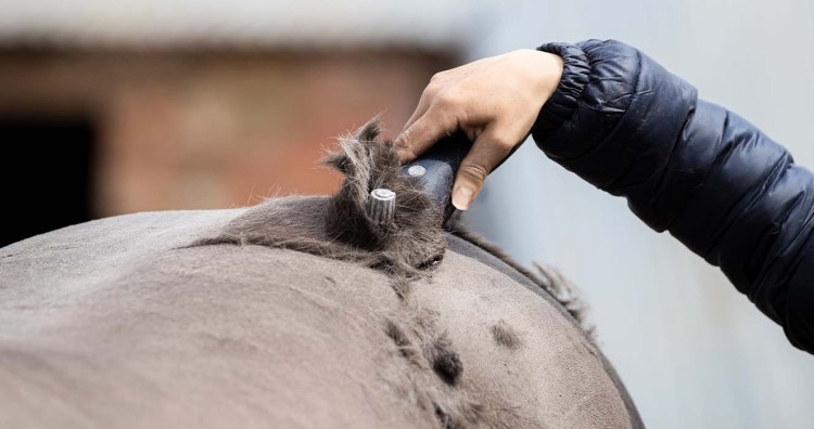 Comment bien tondre son cheval ?